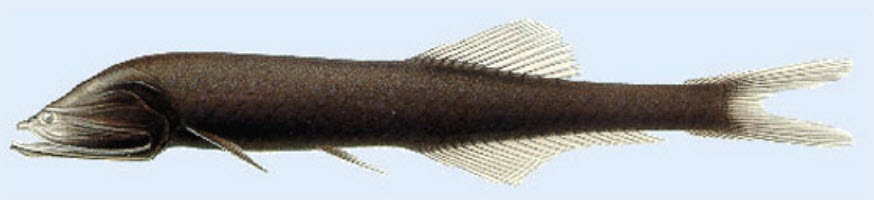 Cyclothone obscura_02.jpg